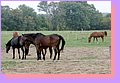 IMG_6701.JPG
