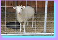 IMG_8143.JPG